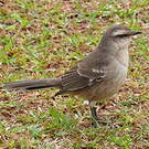Moqueur plombé