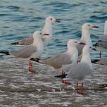 Mouette argentée