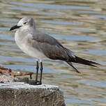 Mouette atricille