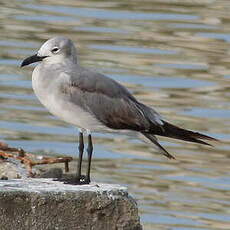 Mouette atricille