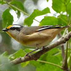 Pardalote à point jaune