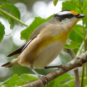 Pardalote à point jaune