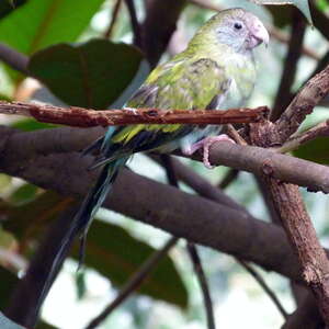 Perruche à ailes d'or