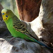 Perruche ondulée - Melopsittacus undulatus