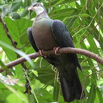 Pigeon à gorge blanche