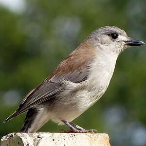 Pitohui gris