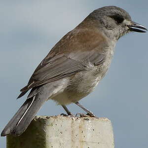 Pitohui gris