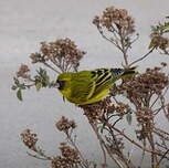 Serin d'Abyssinie