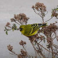 Serin d'Abyssinie