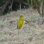 Serin soufré