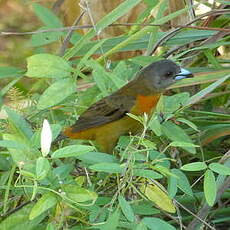 Tangara de Cherrie