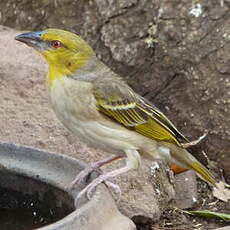 Tisserin gendarme