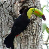 Toucan à carène