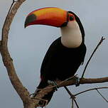 Toucan toco