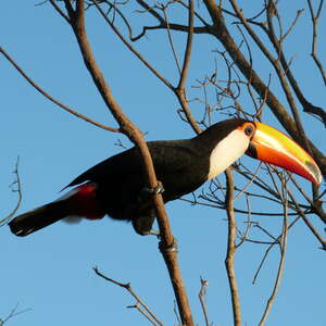 Toucan toco