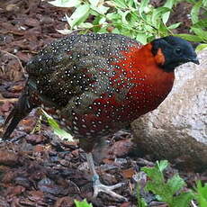 Tragopan satyre