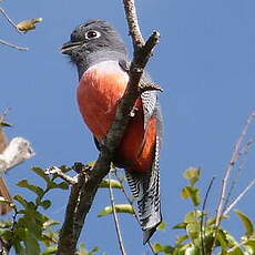 Trogon couroucou