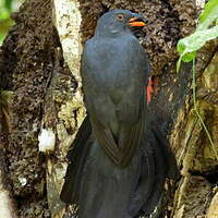 Trogon de Masséna