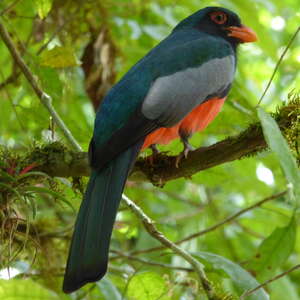 Trogon de Masséna