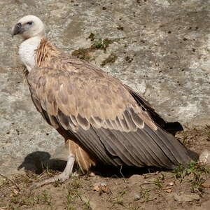 Vautour fauve