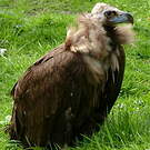 Vautour moine