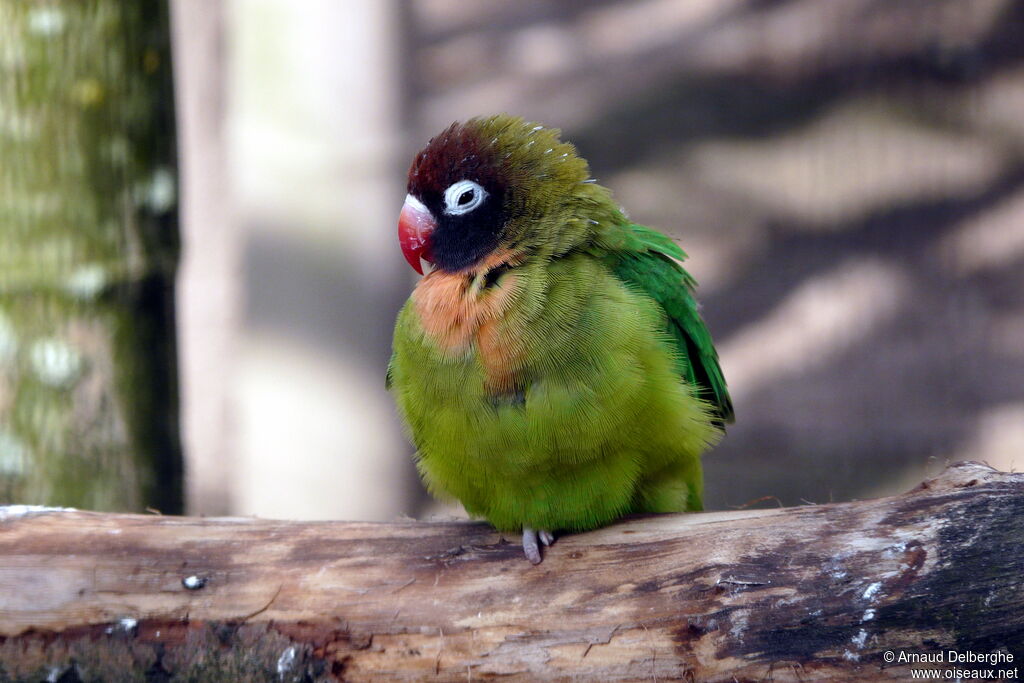 Black-cheeked Lovebird