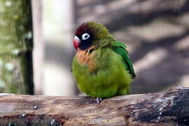 Black-cheeked Lovebird