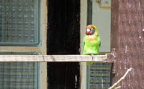 Black-cheeked Lovebird