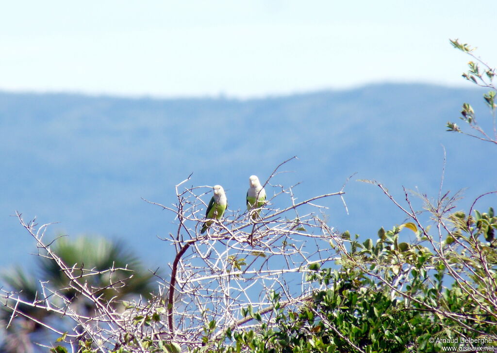 Grey-headed Lovebird