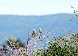 Grey-headed Lovebird