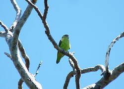 Grey-headed Lovebird