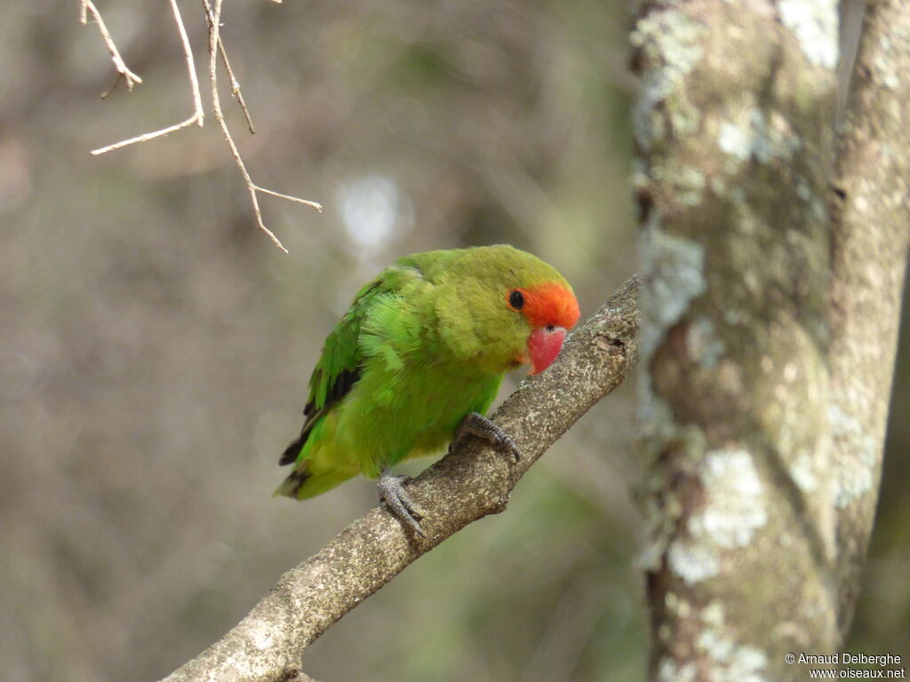 Black-winged Lovebird male