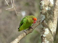 Black-winged Lovebird