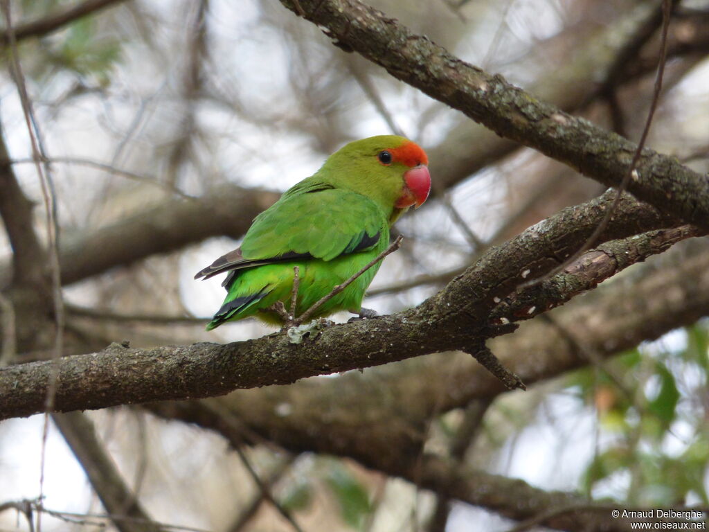 Black-winged Lovebird male