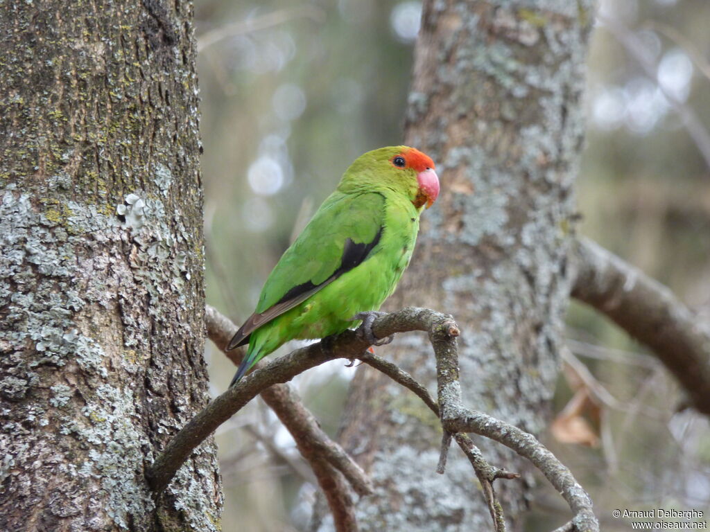 Black-winged Lovebird male