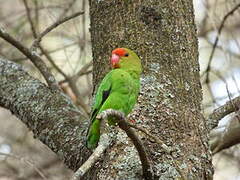 Black-winged Lovebird