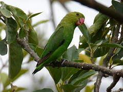 Black-winged Lovebird