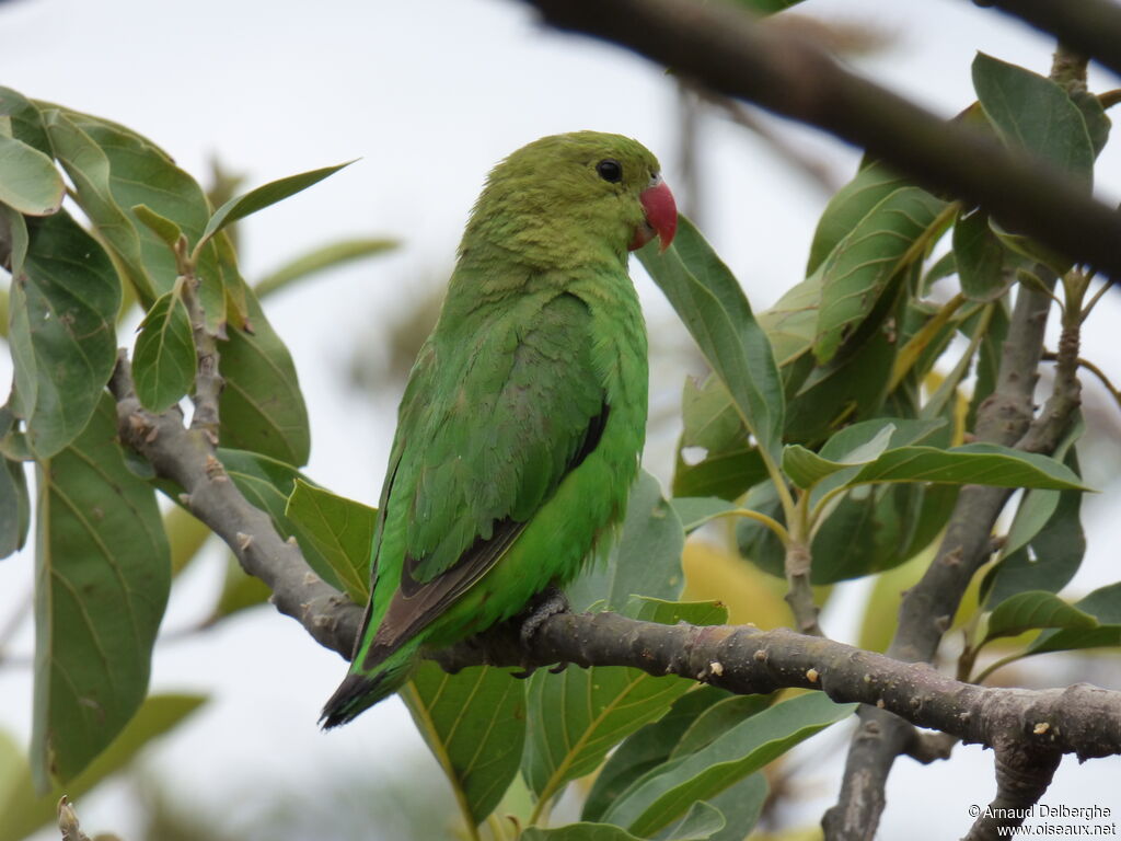 Black-winged Lovebird female