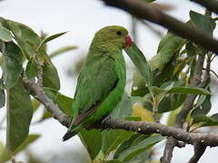 Black-winged Lovebird