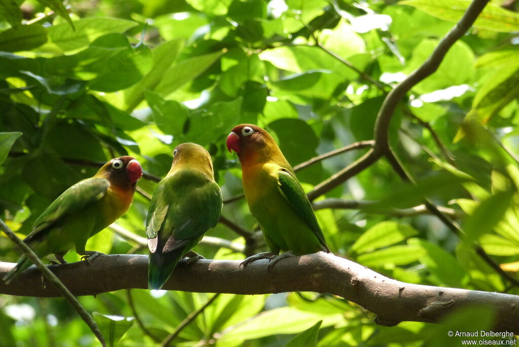 Yellow-collared Lovebird