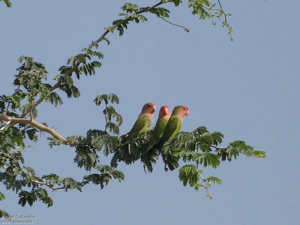 Rosy-faced Lovebird, pigmentation, Behaviour