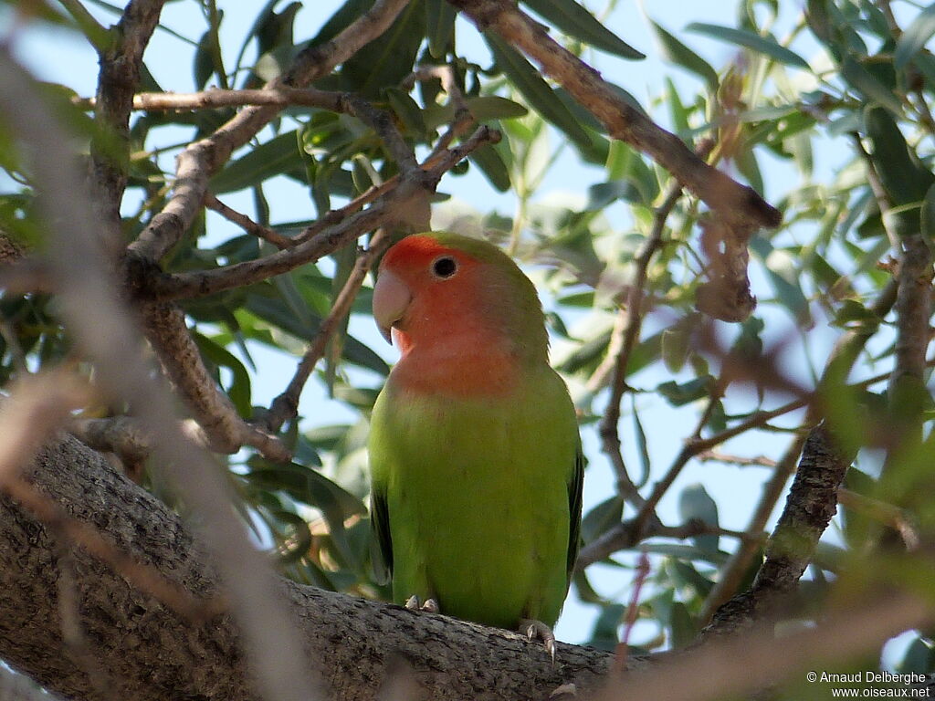 Rosy-faced Lovebird