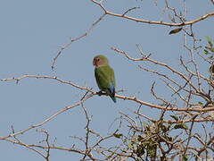 Rosy-faced Lovebird