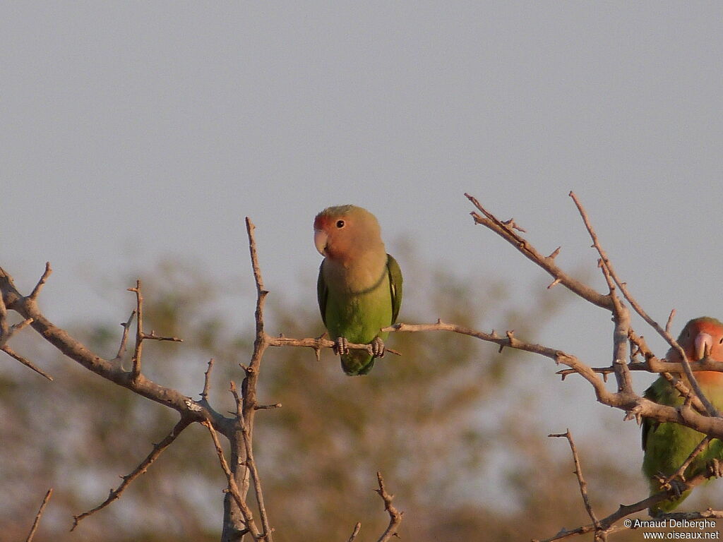 Rosy-faced Lovebird