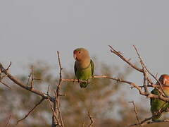 Rosy-faced Lovebird