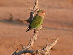 Rosy-faced Lovebird