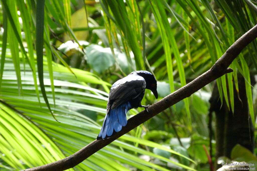 Asian Fairy-bluebird