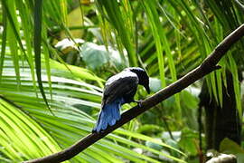 Asian Fairy-bluebird