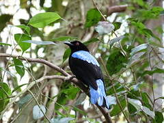 Asian Fairy-bluebird