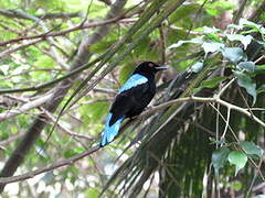 Asian Fairy-bluebird